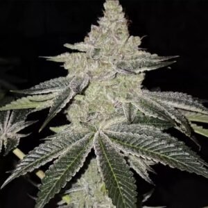 Ethos Genetics Chama! R1 feminisiert – 5 Samen