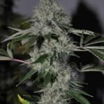 The Cali Connection Chem 4 OG feminisiert – 6 Samen