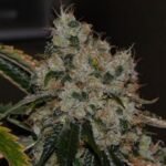 The Cali Connection Chem 91 feminisiert – 6 Samen