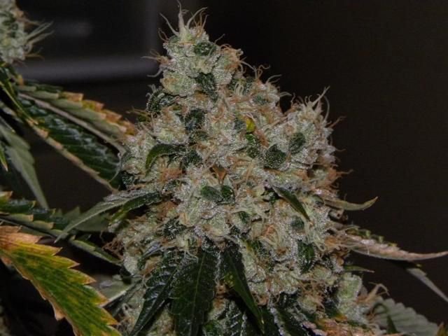 The Cali Connection Chem 91 feminisiert – 6 Samen