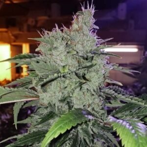 Ethos Genetics Chem Funk R1 feminisiert – 5 Samen