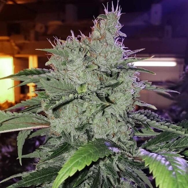 Ethos Genetics Chem Funk R1 feminisiert – 5 Samen