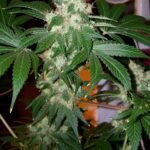 The Cali Connection Chem Valley Kush feminisiert – 6 Samen