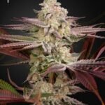Green House Seed Co. Chemical Bride