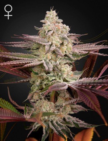 Green House Seed Co. Chemical Bride