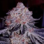 Ethos Genetics Cherry Gar-See-Ya R1 feminisiert – 5 Samen