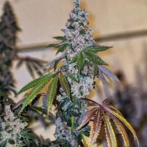 Ethos Genetics Cherry Pie OG S1 feminisiert – 5 Samen