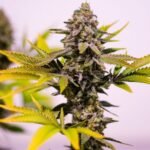 Brothers Grimm Seeds Cinderella 99 regulär – 13 Samen
