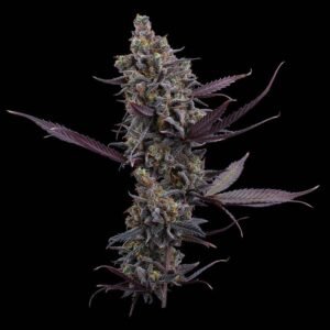 Brothers Grimm Seeds Cinderella Pineapple feminisiert – 3 Samen