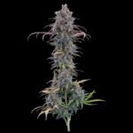 Brothers Grimm Seeds Cinderella Purple feminisiert – 9 Samen