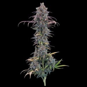 Brothers Grimm Seeds Cinderella Purple feminisiert – 9 Samen