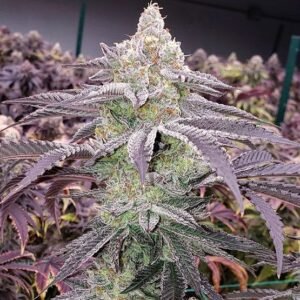 Ethos Genetics Colin OG RBX feminisiert – 5 Samen