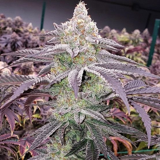 Ethos Genetics Colin OG RBX feminisiert – 5 Samen