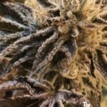 The Cali Connection Corleone Kush feminisiert – 6 Samen
