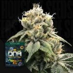 Chocolope 256