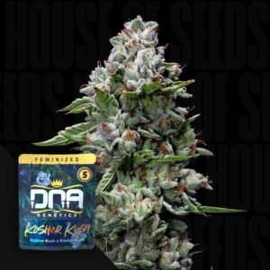 Kosher Kush