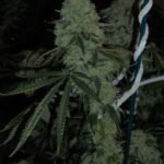 The Cali Connection Deadhead OG feminisiert – 6 Samen