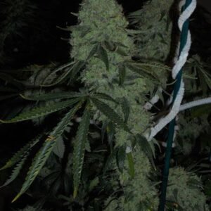 The Cali Connection Deadhead OG feminisiert – 6 Samen