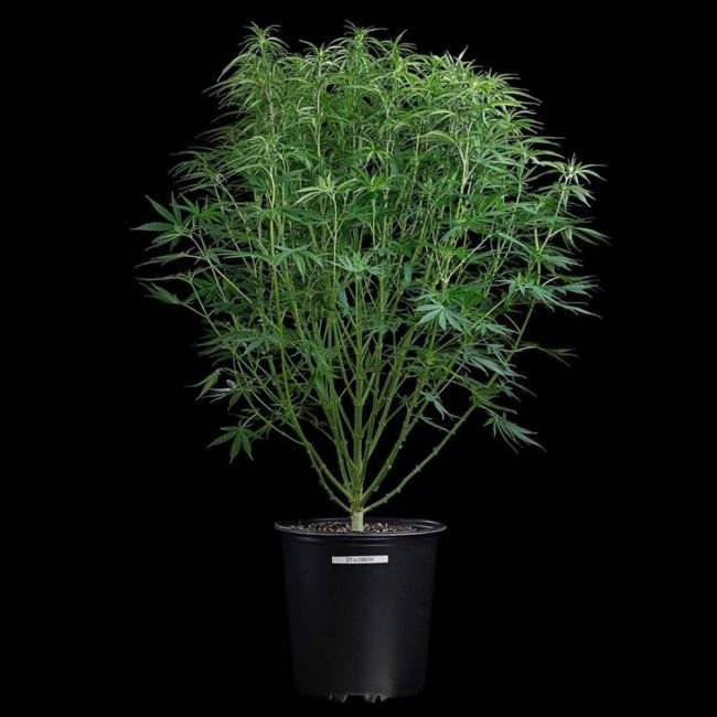 Brothers Grimm Seeds Durban Thai x C99 feminisiert – 3 Samen – Bild 2