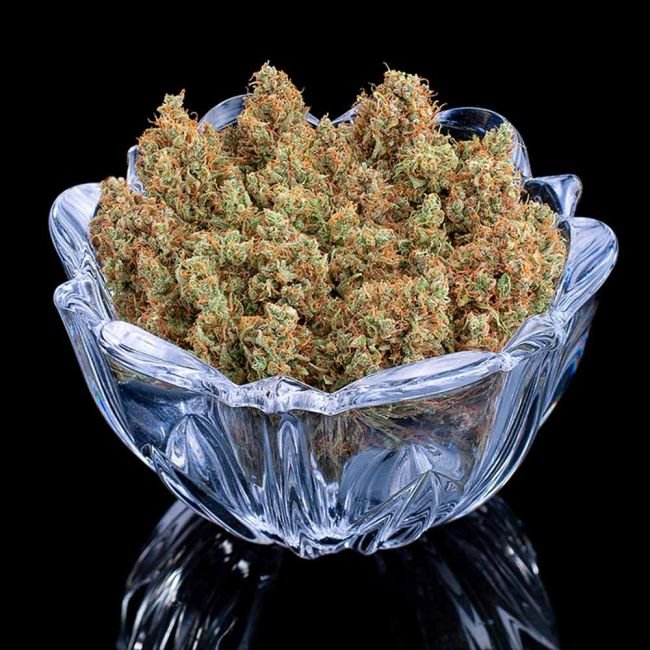 Brothers Grimm Seeds Durban Thai x C99 feminisiert – 3 Samen – Bild 3