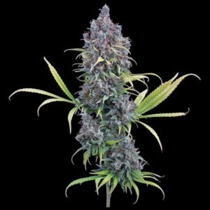 Brothers Grimm Seeds Durban Thai x C99 feminisiert – 3 Samen