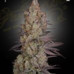 Green House Seed Co. Exodus Cheese