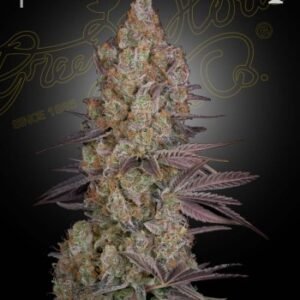 Green House Seed Co. Exodus Cheese