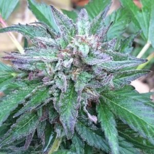 Ace Seeds Early Bubba regulär – 10 Samen