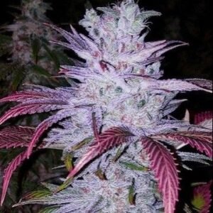 Ethos Genetics Early Lemon Berry RBX feminisiert – 5 Samen