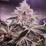 Ethos Genetics Ethos Apex R1 feminisiert – 5 Samen
