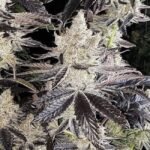 Ethos Genetics Ethos Cookies R2 feminisiert – 5 Samen