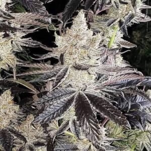 Ethos Genetics Ethos Cookies R2 feminisiert – 5 Samen