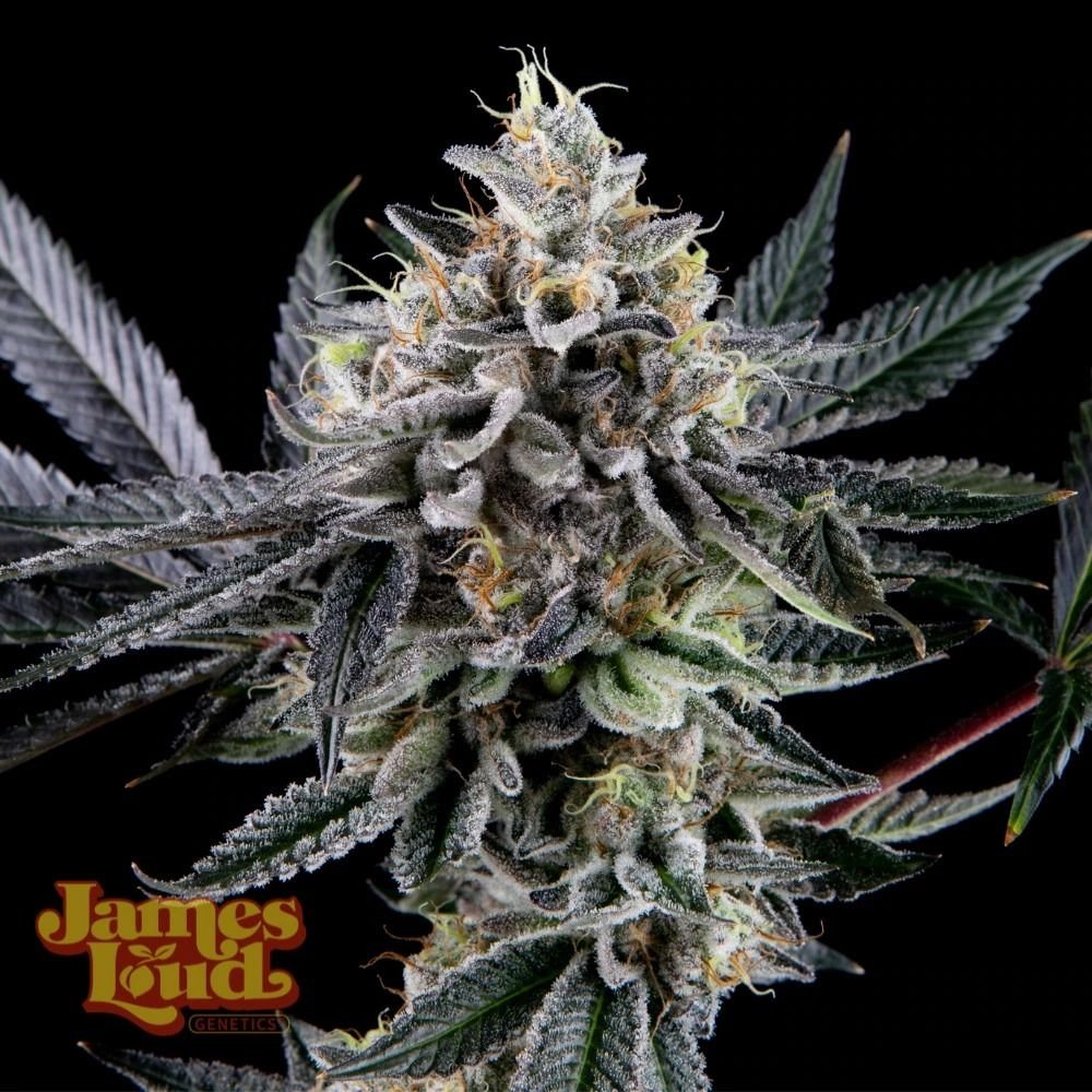 James Loud Genetics Frosted Biscotti Auto autoflowering – 3 Samen