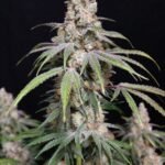 Lovin' In Her Eyes Funkberry Kush 2.0 feminisiert – 5 Samen