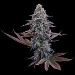 Brothers Grimm Seeds G13 Genius feminisiert – 3 Samen