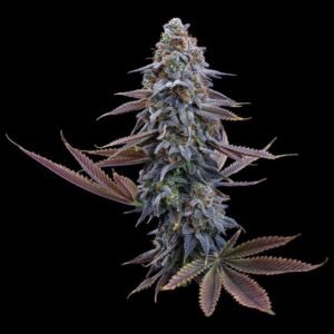 Brothers Grimm Seeds G13 Genius feminisiert – 3 Samen