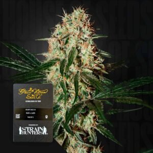 Green House Seed Co. Arjan’s Haze 3