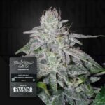 Green House Seed Co. Franco's Lemon Cheese