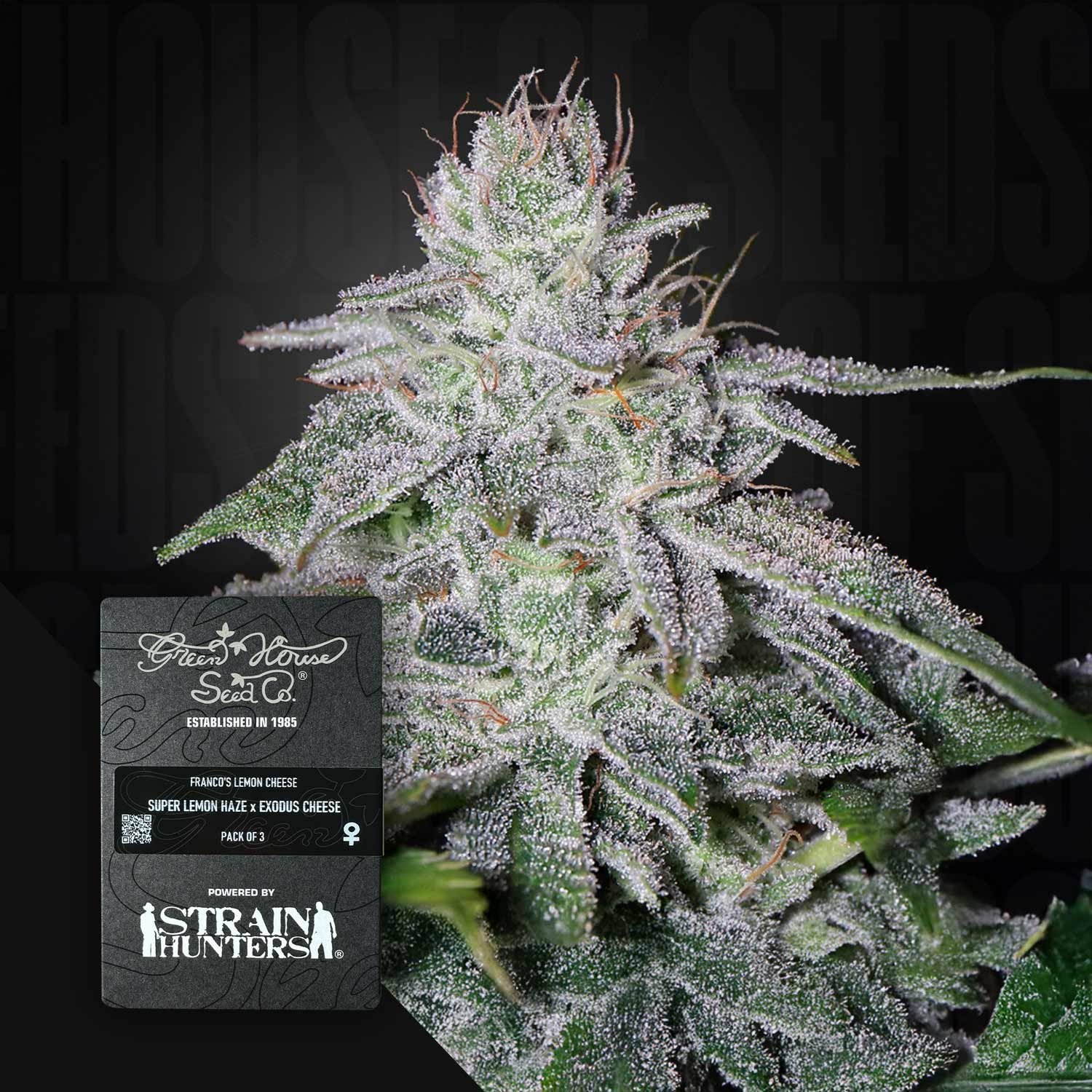 Green House Seed Co. Franco's Lemon Cheese