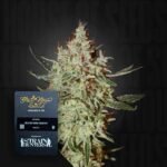 Green House Seed Co. GH Cheese