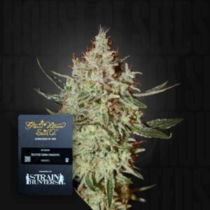 Green House Seed Co. GH Cheese