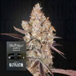 Green House Seed Co. Holy Snow