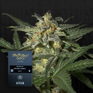 Green House Seed Co. White Widow Auto