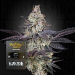 Green House Seed Co. Ztrawberry