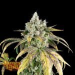 James Loud Genetics Gorilla Cookies OG Auto autoflowering – 3 Samen