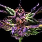 Grand Daddy Genetics Grand Daddy Purple regulär – 10 Samen