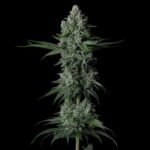 Ethos Genetics Grandpa's Stash R2 feminisiert – 5 Samen