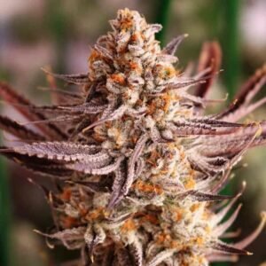Lovin‘ In Her Eyes Grape Amethyst feminisiert – 5 Samen