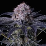 Ethos Genetics Grape Balls of Fire RBx feminisiert – 5 Samen