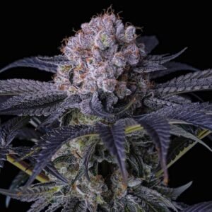 Ethos Genetics Grape Balls of Fire RBx feminisiert – 5 Samen